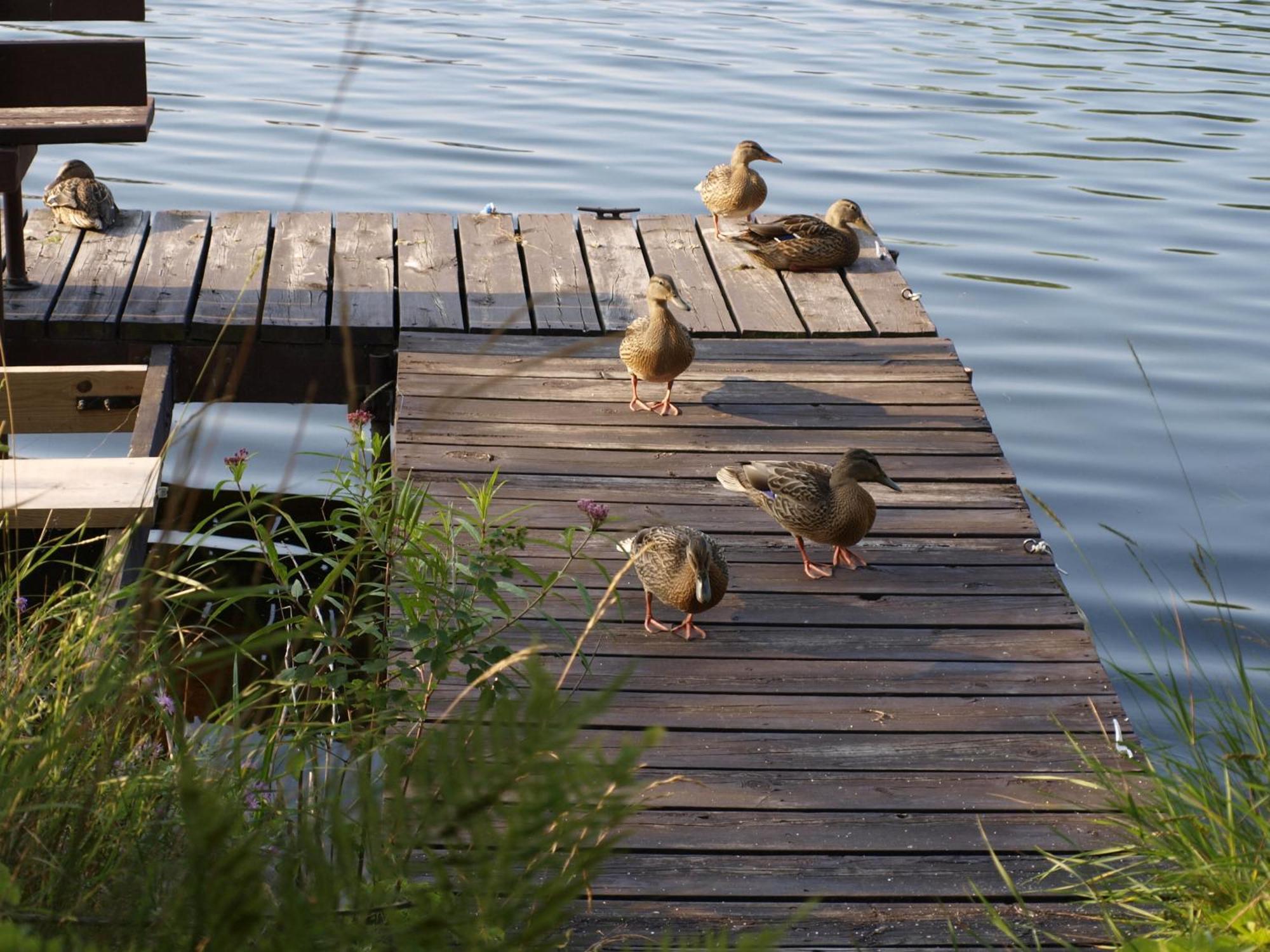 Riverside Motel Hayward Dış mekan fotoğraf